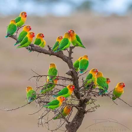Fischer's lovebird perched on a branch in Tanzania's dry woodland habitat
