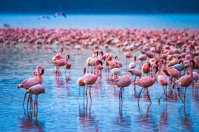 Flamingos gathered along Lake Nakuru shoreline beneath Kenya's Rift Valley hills during a spectacular wildlife safari