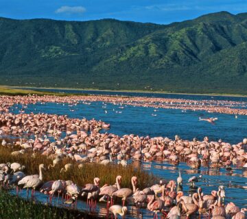 Rift Valley Flamingos: Following the Pink Migration