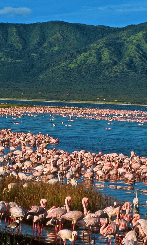 Rift Valley Flamingos: Following the Pink Migration