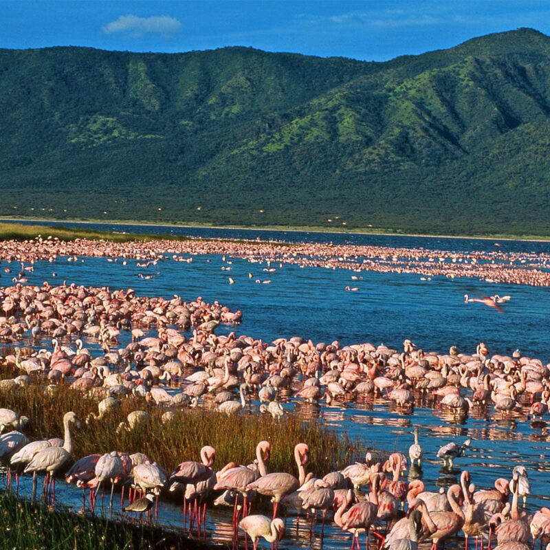 flamingos-lakes-great-rift-valley (1) Rift Valley Flamingos: Following the Pink Migration