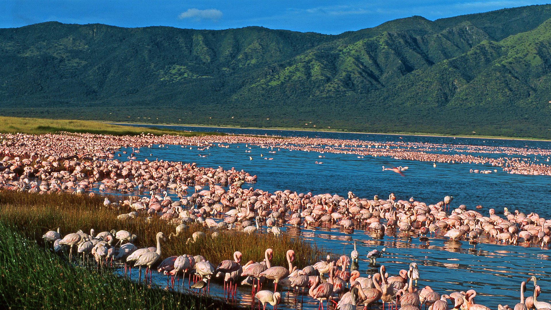 Rift Valley Flamingos: Following the Pink Migration