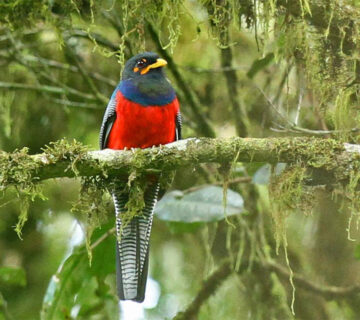 East Africa's Forest Birding Trails Compared