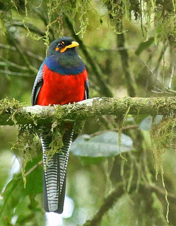 East Africa's Forest Birding Trails Compared