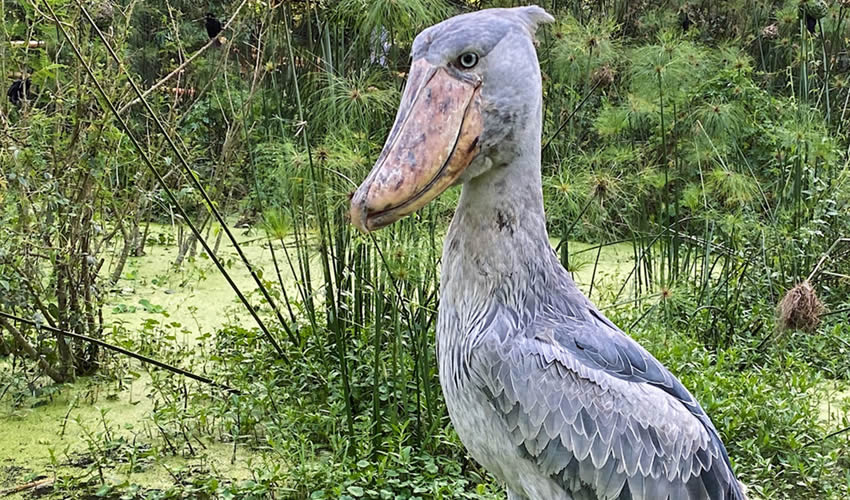 Rare shoebill standing calmly among papyrus wetlands during early morning wildlife safari in Uganda