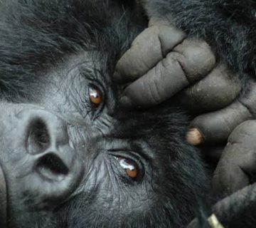 Mountain gorilla in Bwindi Impenetrable Forest, Uganda, during a habituation experience