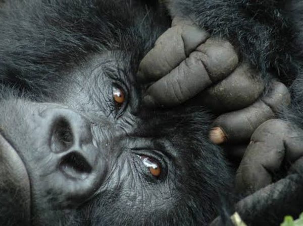 Mountain gorilla in Bwindi Impenetrable Forest, Uganda, during a habituation experience