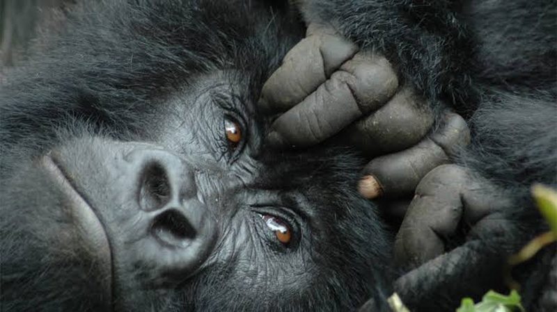 Mountain gorilla in Bwindi Impenetrable Forest, Uganda, during a habituation experience