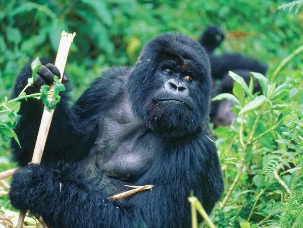 Gorilla Trekking and Birding Across Uganda and Rwanda