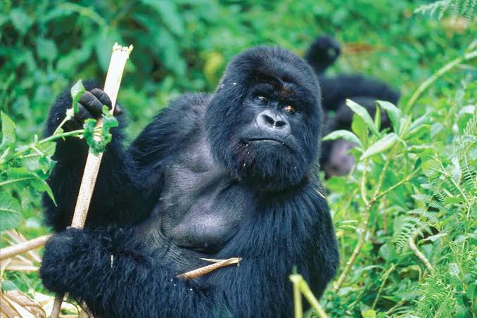 Gorilla Trekking and Birding Across Uganda and Rwanda