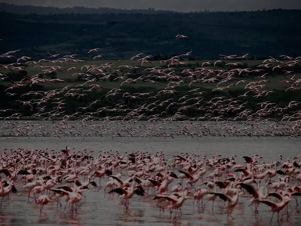 Great Rift Valley Birding