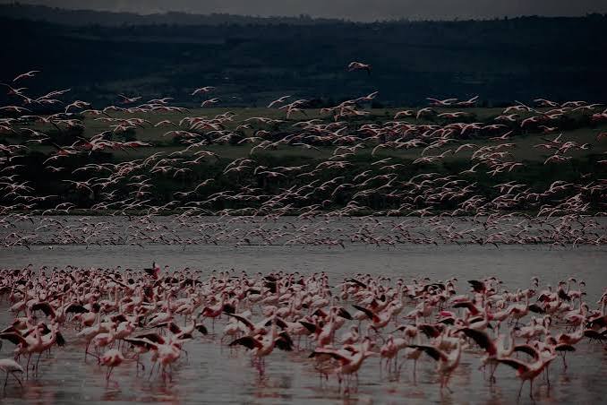 Great Rift Valley Birding