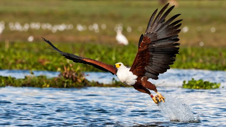 Birds flying above Rift Valley lakes during an East African birding journey.