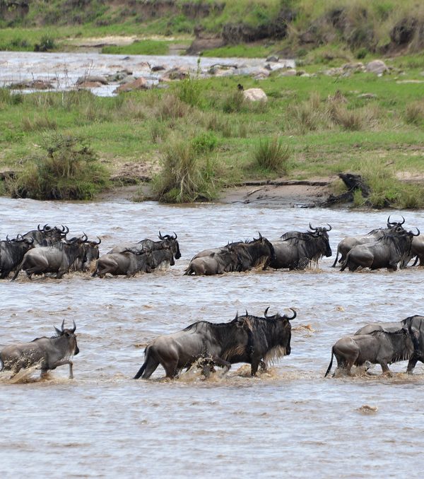 Great Migration River Crossing