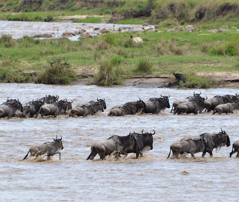 Great Migration River Crossing Great Migration River Crossing