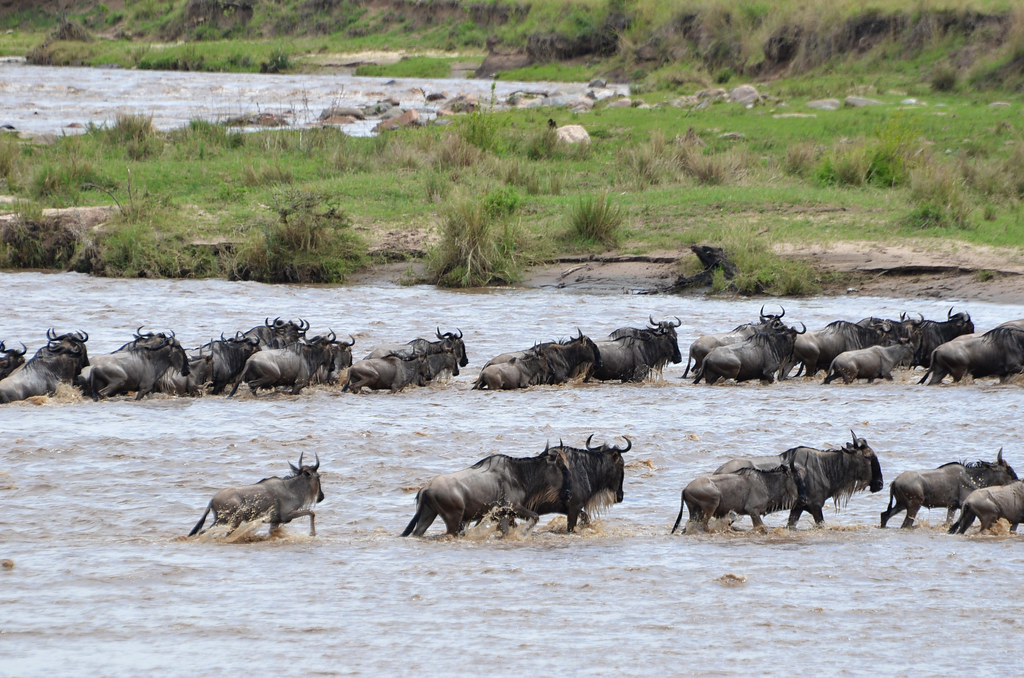 Great Migration River Crossing