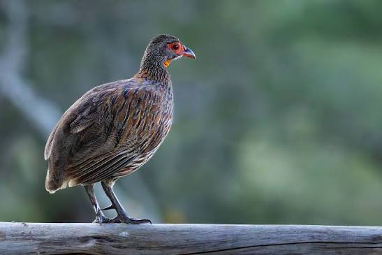 Tanzania's Grey Breasted Spurfowl