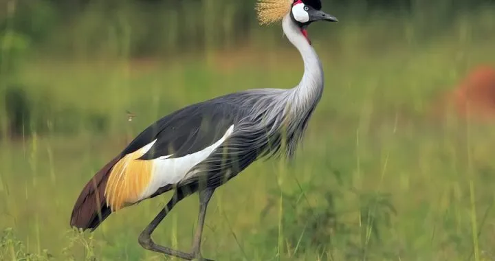 Grey Crowned Crane standing gracefully in Uganda’s wetland grassland landscape at sunrise