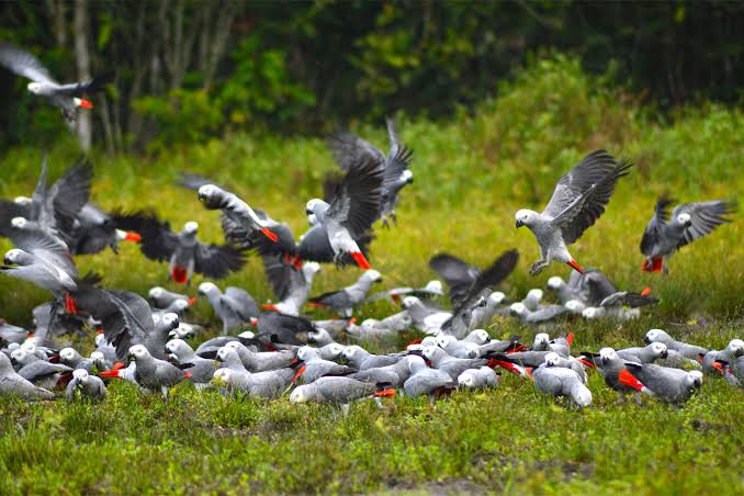 African grey parrot perched in forest canopy, symbolizing threatened wildlife conservation efforts.