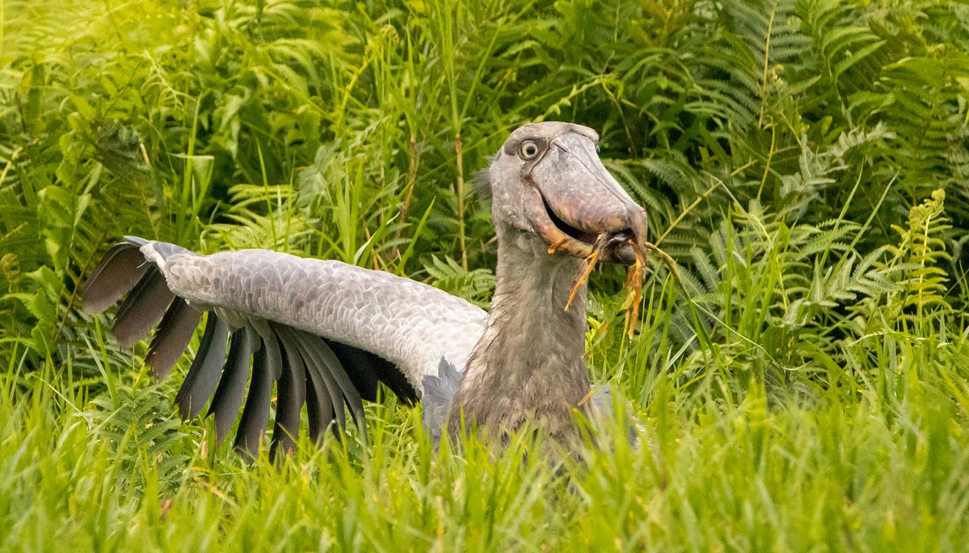 shoebill through Mabamba papyrus wetlands during sunrise birdwatching excursion.