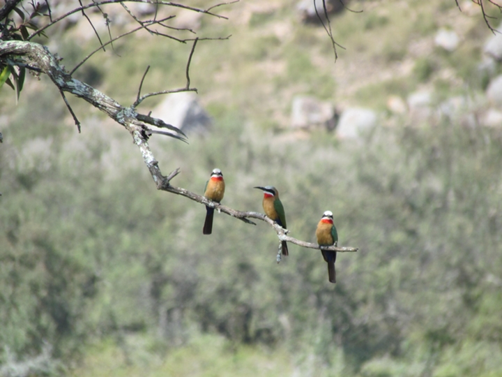 Raptors soaring above dramatic cliffs and nesting birds in Kenya's Hell's Gate National Park landscape