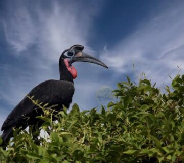 Hornbills of East Africa: From Ground to Canopy