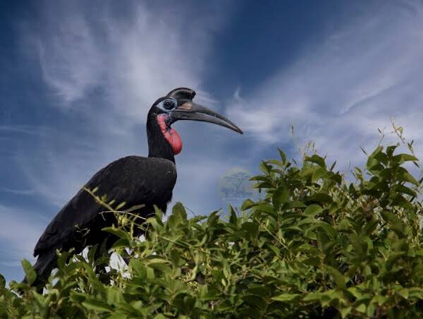 Hornbills of East Africa: From Ground to Canopy