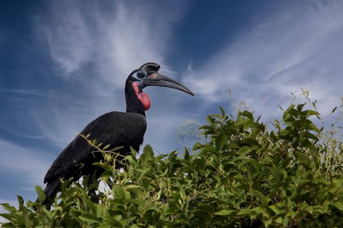 Hornbills of East Africa: From Ground to Canopy