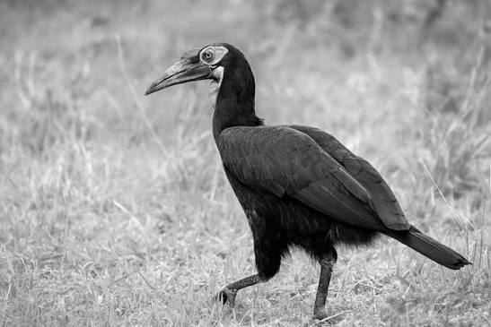 East African hornbill perched among branches overlooking a sunlit savanna landscape below