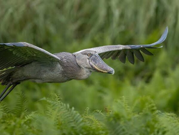 Most photogenic bird, where unforgettable wildlife encounters inspire every photographer and nature lover