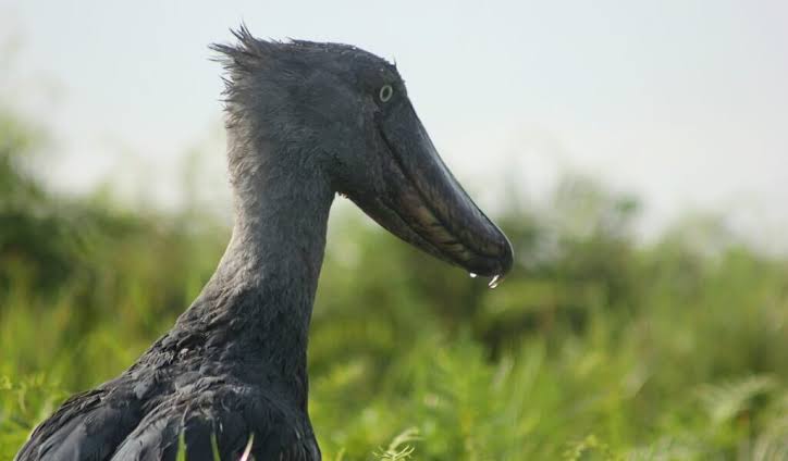Shoebill standing gracefully among papyrus reeds during peaceful sunrise in Uganda's beautiful wetlands landscape