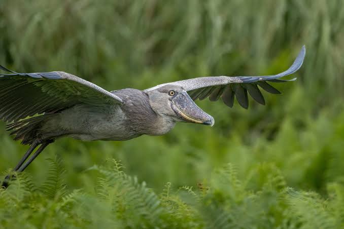 Most photogenic bird, where unforgettable wildlife encounters inspire every photographer and nature lover