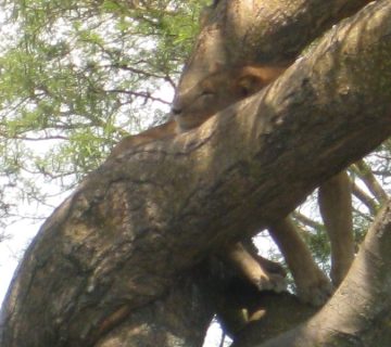 Lion resting in a tree in the Ishasha sector of Queen Elizabeth National Park, Uganda
