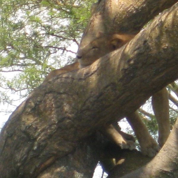 Lion resting in a tree in the Ishasha sector of Queen Elizabeth National Park, Uganda
