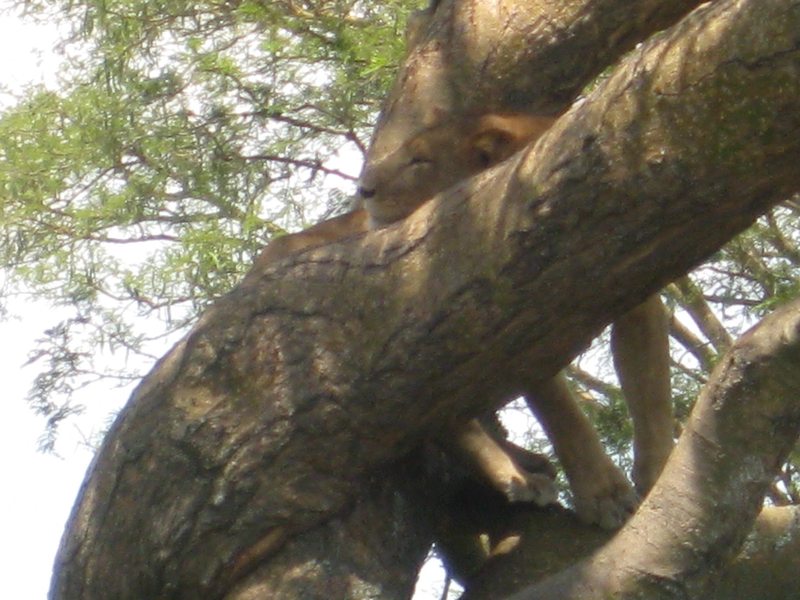 Lion resting in a tree in the Ishasha sector of Queen Elizabeth National Park, Uganda