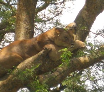 Tree climbing lion resting in a fig tree in the Ishasha sector of Queen Elizabeth National Park