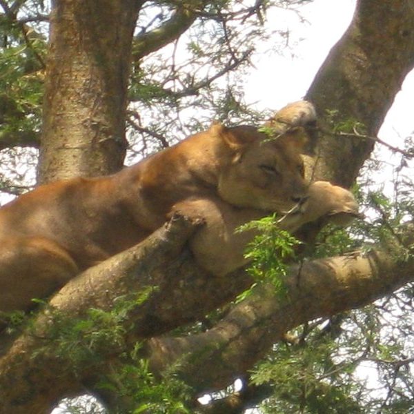 Tree climbing lion resting in a fig tree in the Ishasha sector of Queen Elizabeth National Park