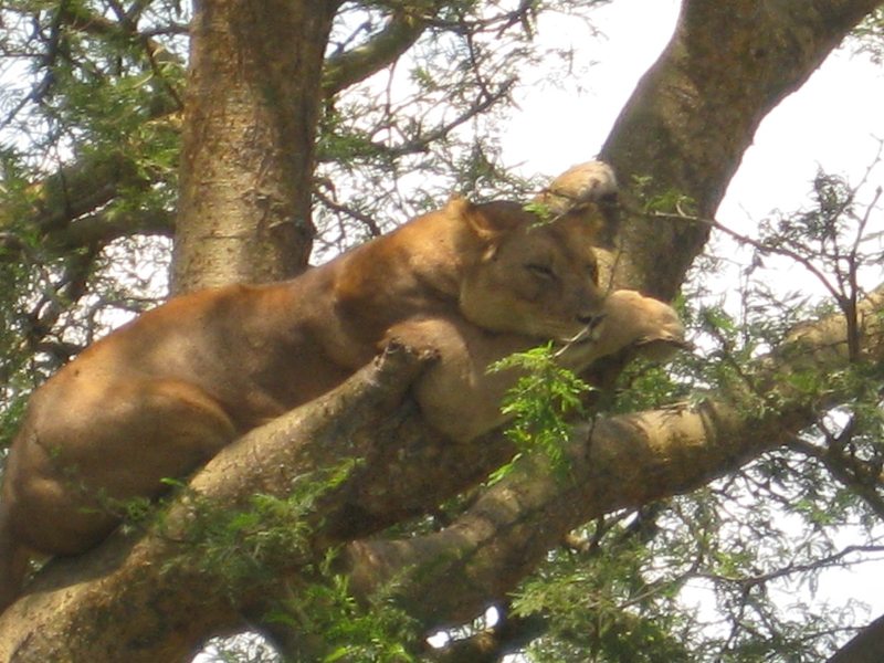 Tree climbing lion resting in a fig tree in the Ishasha sector of Queen Elizabeth National Park