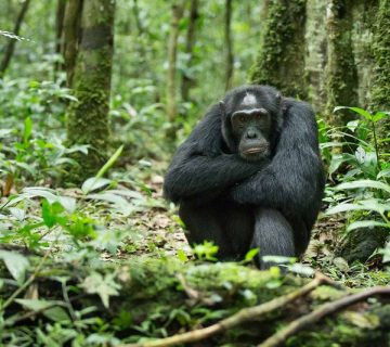 Chimpanzee at eye level on the forest floor in Kibale Forest National Park