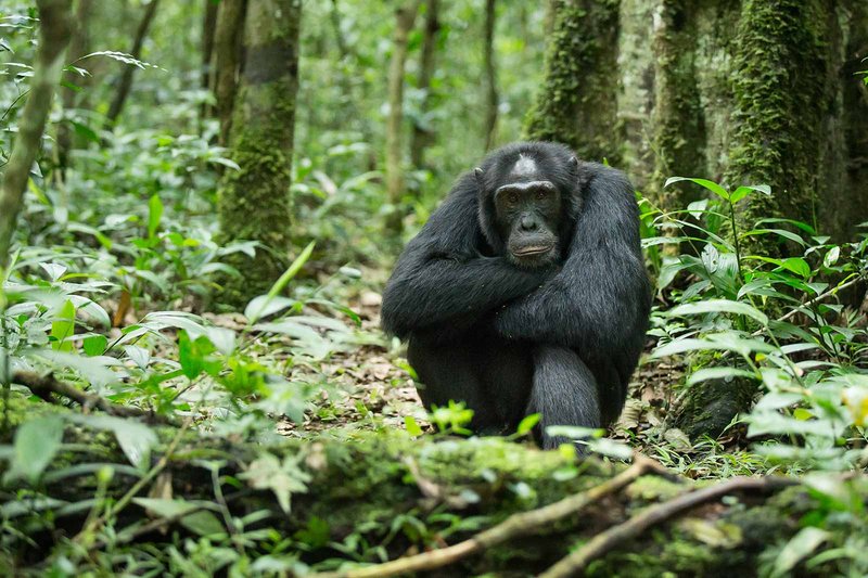 Chimpanzee at eye level on the forest floor in Kibale Forest National Park