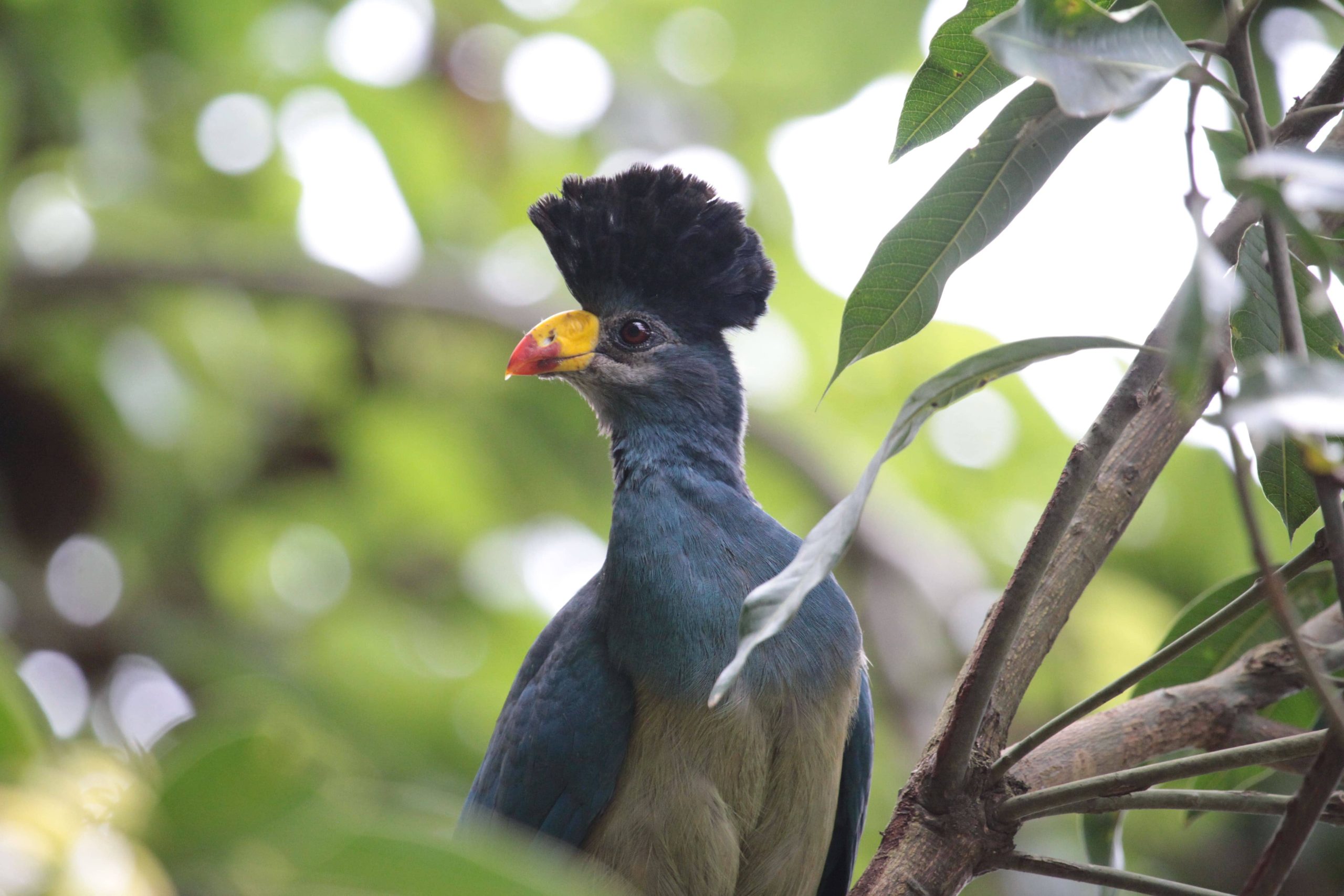 Colorful endemic bird perched among Kenya's lush forest foliage during a peaceful birding adventure.