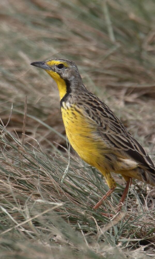 Uganda vs Kenya: Birding for First Timers