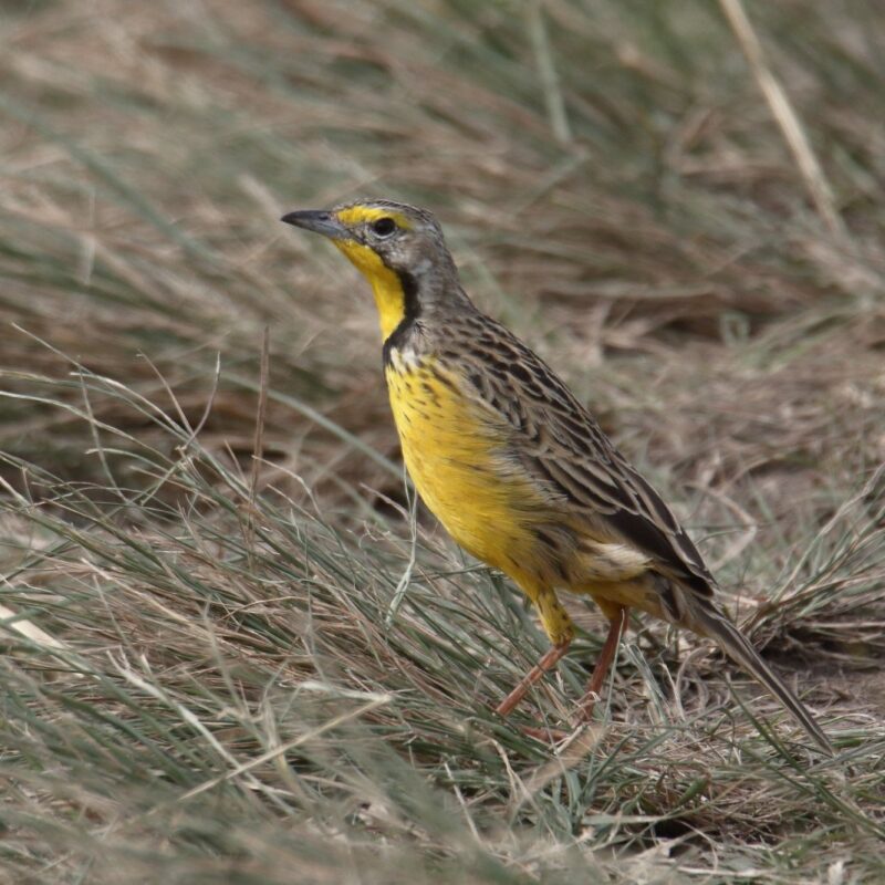kenya-vs-uganda-for-birding Uganda vs Kenya: Birding for First-Timers