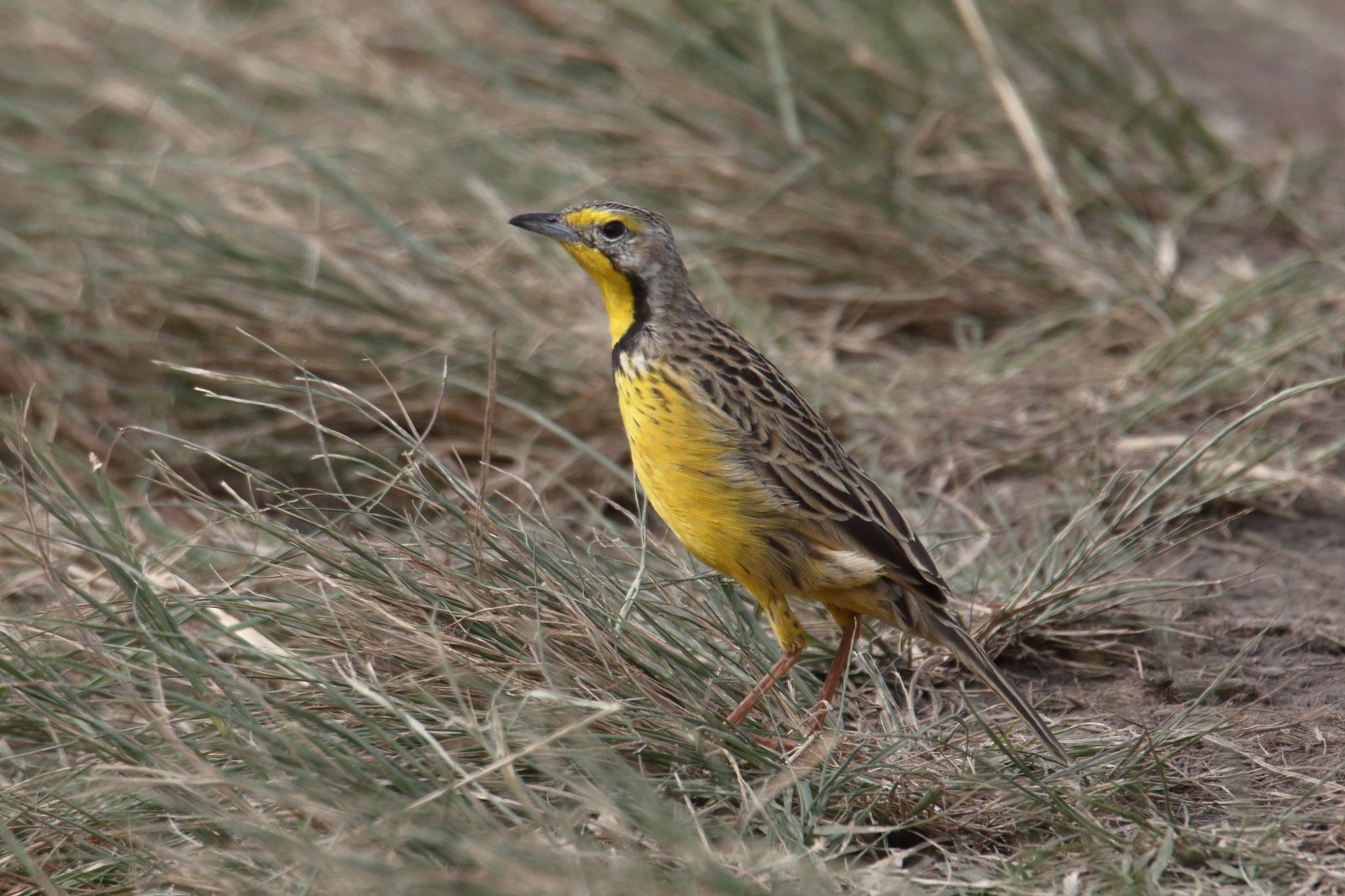 Uganda vs Kenya: Birding for First Timers