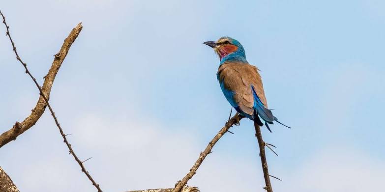 Kenyan birding safari featuring diverse birds across scenic savanna, wetlands, forests, and coastal habitats.