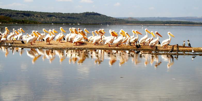 Flamingos and waterbirds gather across Kenya's Great Rift Valley lake wetlands landscapes.