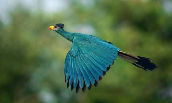 Kenya's Turaco Trail: Chasing Colorful Forest Birds