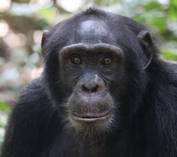 Chimpanzee portrait in Kibale Forest National Park, Uganda