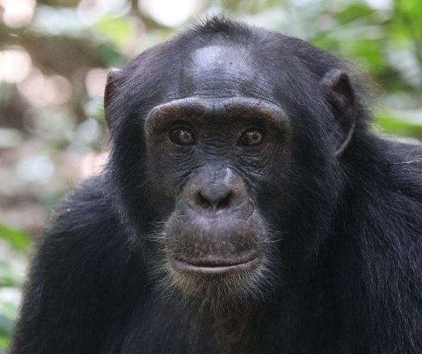 Chimpanzee portrait in Kibale Forest National Park, Uganda