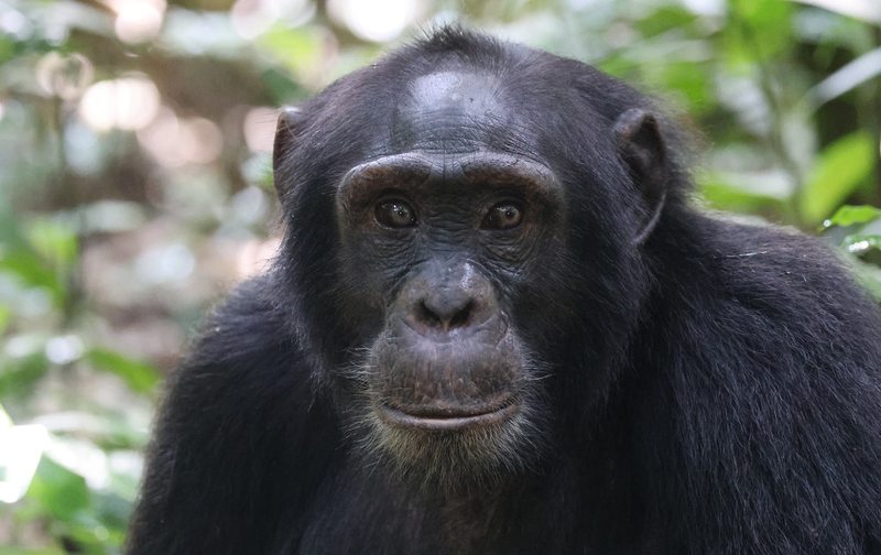 Chimpanzee portrait in Kibale Forest National Park, Uganda
